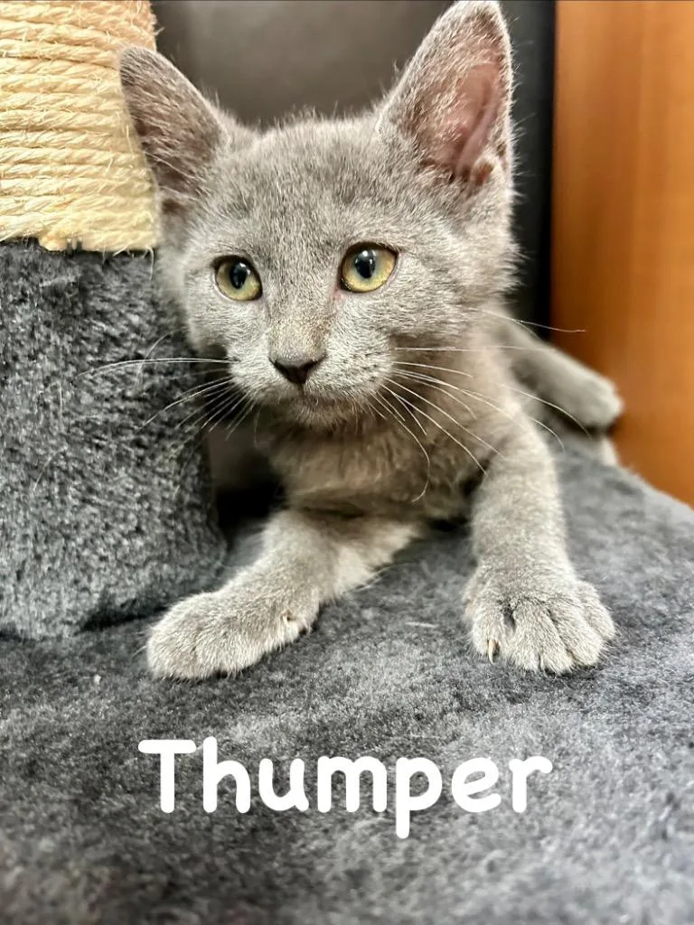 A baby small-sized female Domestic Short Hair cat named Thumper for adoption in West Union, OH