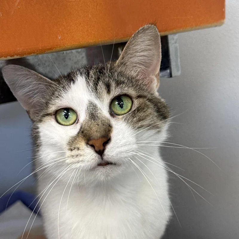 An adult medium-sized male Black Domestic Short Hair cat named Drax & Delta for adoption in Lansing, MI