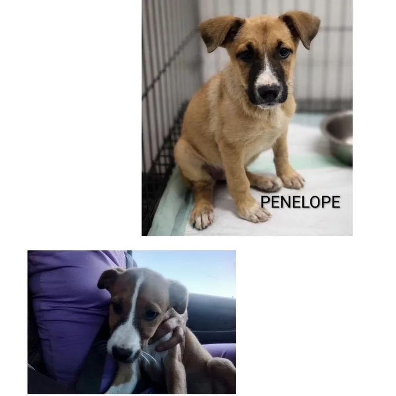 Penelope thumbnail 6