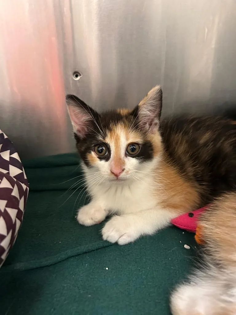A baby medium-sized female Domestic Short Hair cat named Ottessa for adoption in Greeneville, TN