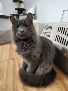 Hocus Jul thumbnail 3