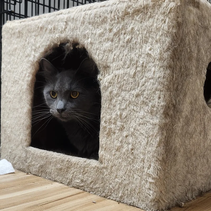 Hocus Jul thumbnail 4