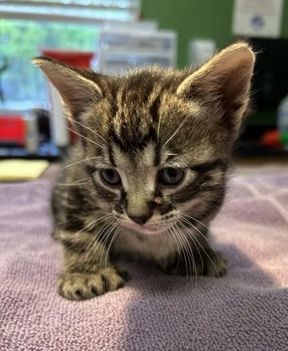A young medium-sized male Domestic Short Hair cat named Remus Lupin for adoption in Kansas City, MO