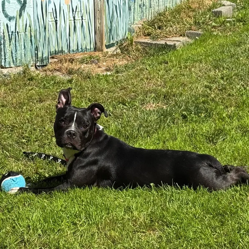 A young medium-sized female Mixed Breed dog named Orchid for adoption in Middlebury, VT