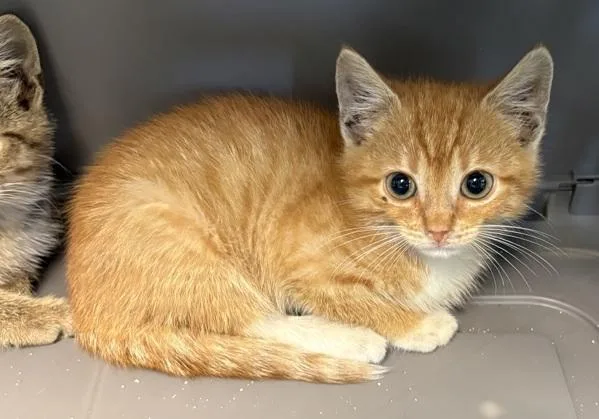 A baby small-sized male Domestic Short Hair cat named Nfc for adoption in Lawrenceville, GA
