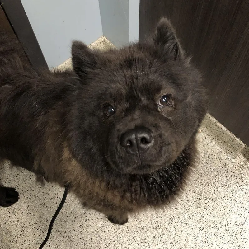 An adult medium-sized female Black Chow Chow dog named Soot Sprite for adoption in Oak Park, IL