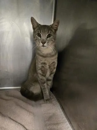 An adult small-sized female Domestic Short Hair cat named Ivy for adoption in Gainesville, FL