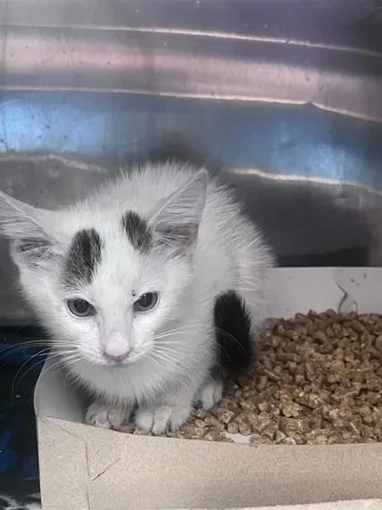 A baby small-sized male White Domestic Short Hair cat named 61063752 for adoption in El Paso, TX