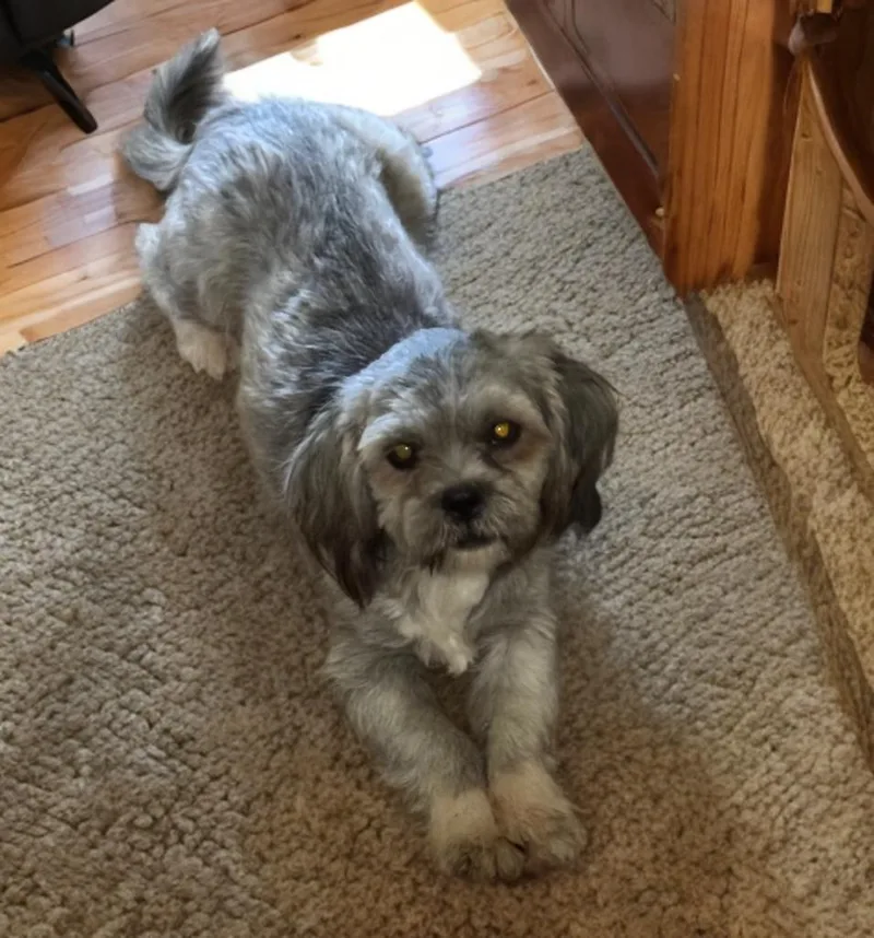 A young small-sized male Gray / Blue / Silver Shih Tzu dog named Jordan for adoption in San Antonio, TX