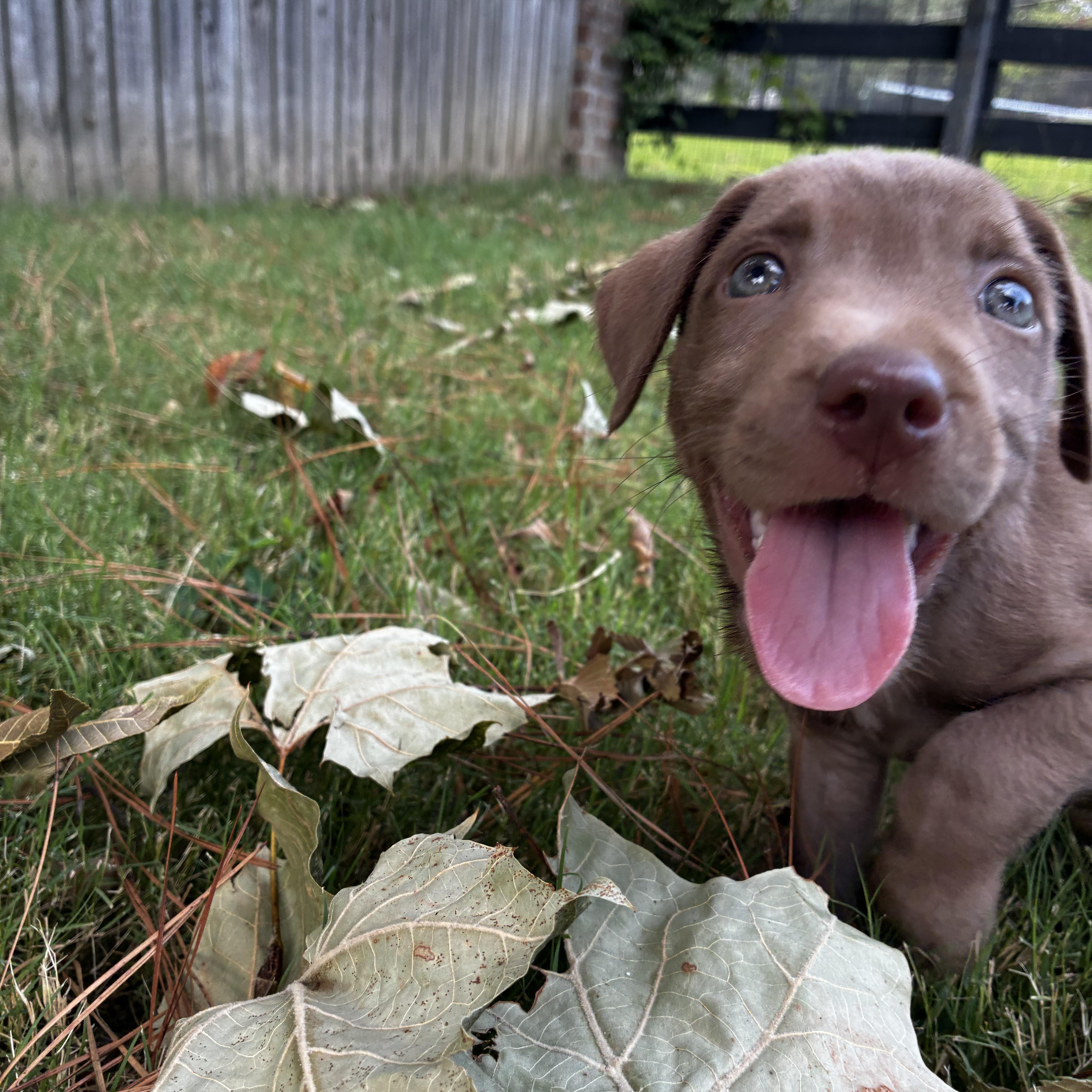 A young medium-sized female Brown / Chocolate Chocolate Labrador Retriever dog named Madison for adoption in Cordova, TN