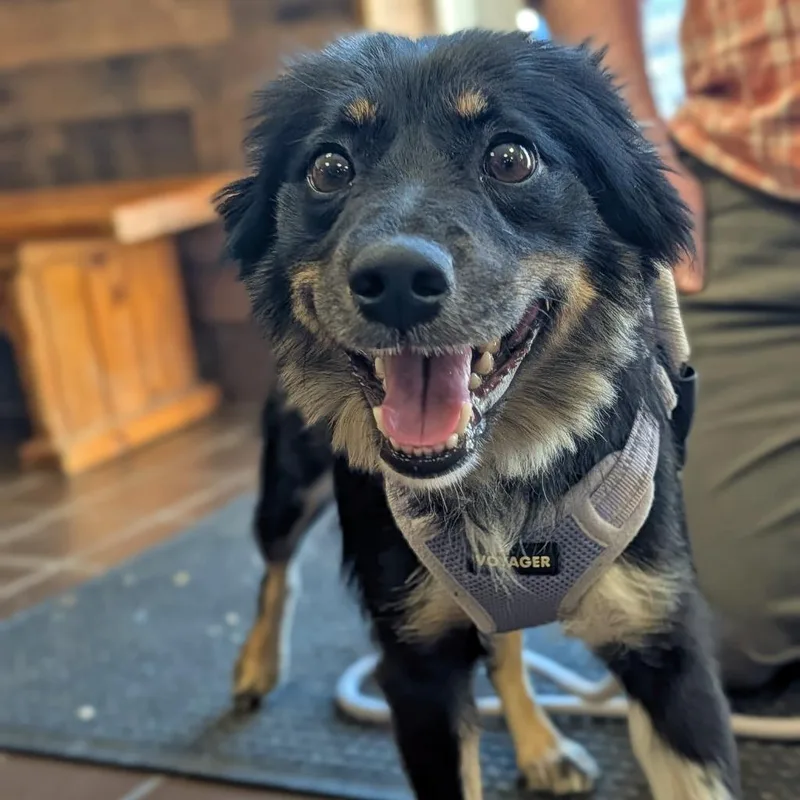A young medium-sized female Papillon dog named PopTart for adoption in Olean, NY
