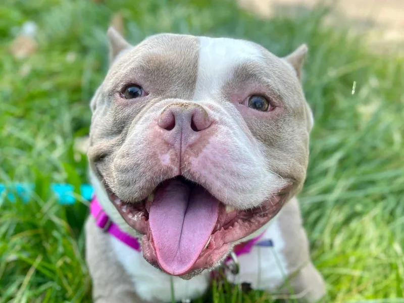 An adult medium-sized male Gray / Blue / Silver American Bully dog named Hambone for adoption in Detroit, MI