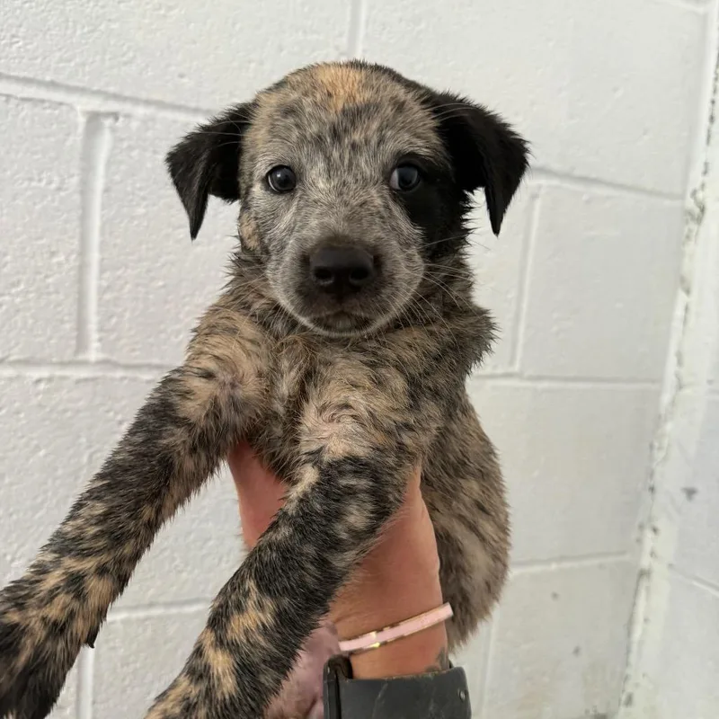 A baby small-sized female Gray / Blue / Silver Australian Cattle Dog / Blue Heeler dog named Nellie for adoption in Evensville, TN