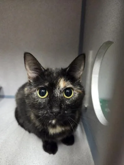 An adult medium-sized female Black Domestic Short Hair cat named Kate for adoption in Canon City, CO