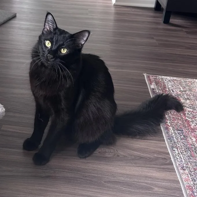 An adult small-sized male Black Domestic Long Hair cat named Cash Home to for adoption in South Elgin, IL