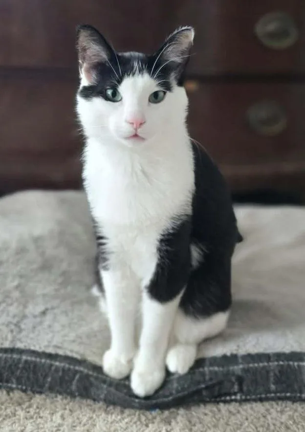 A young medium-sized male Black & White / Tuxedo Domestic Short Hair cat named Armello for adoption in Anchorage, AK