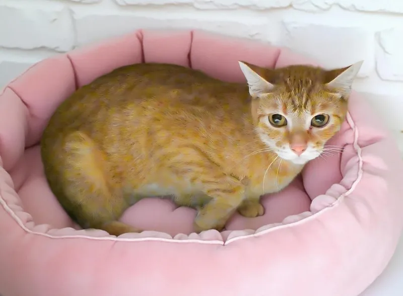 A young small-sized female Orange / Red Domestic Short Hair cat named Cantaloupe for adoption in Pasadena, CA