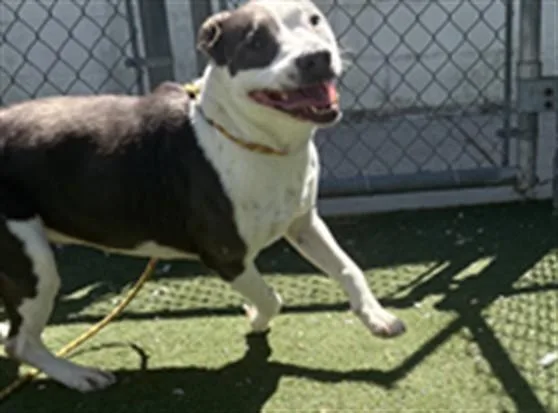 A young medium-sized female Border Collie dog named Clover for adoption in Texas City, TX