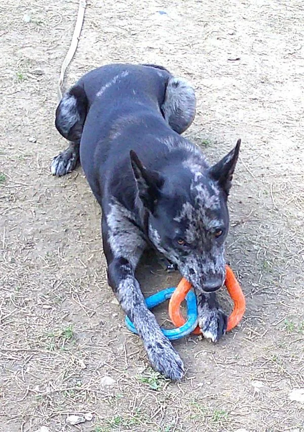 Stella Luna thumbnail 4