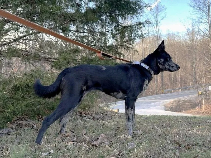 Stella Luna thumbnail 5