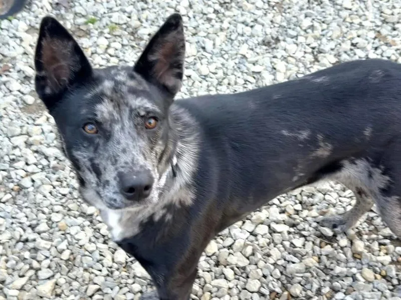 Stella Luna thumbnail 6