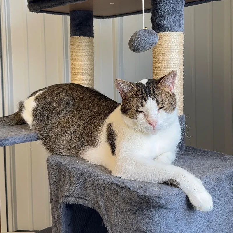 An adult medium-sized male White Domestic Short Hair cat named Blu for adoption in Alma, MI