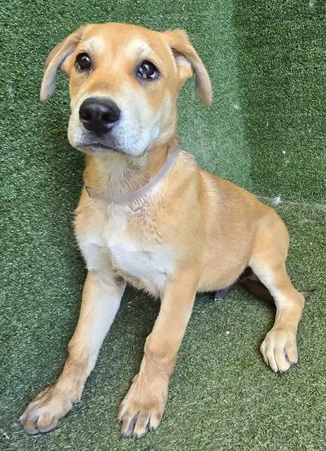 A baby small-sized male Siberian Husky dog named Si Nombre for adoption in Lancaster, CA