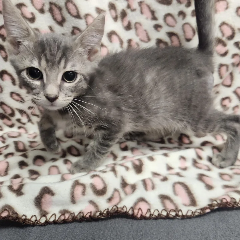A baby medium-sized male Tabby (Gray / Blue / Silver) Domestic Short Hair cat named Rainier for adoption in Hagerstown, MD