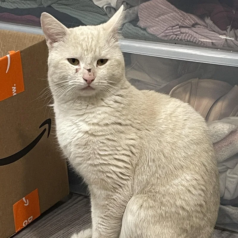 Chauncey thumbnail 2