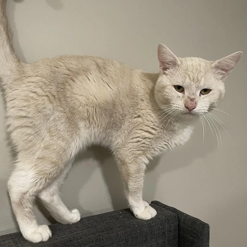 Chauncey thumbnail 4