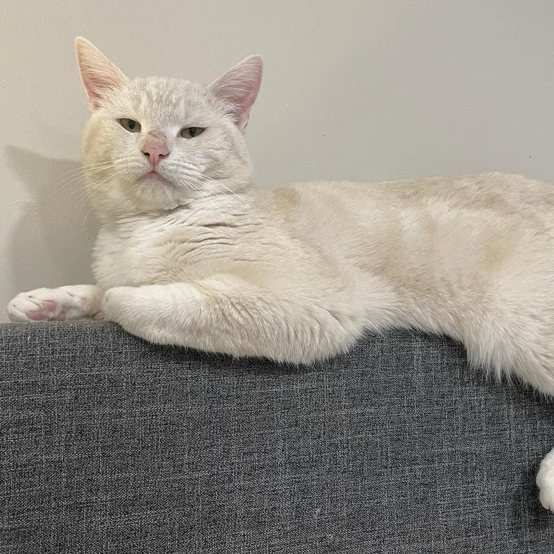 Chauncey thumbnail 5