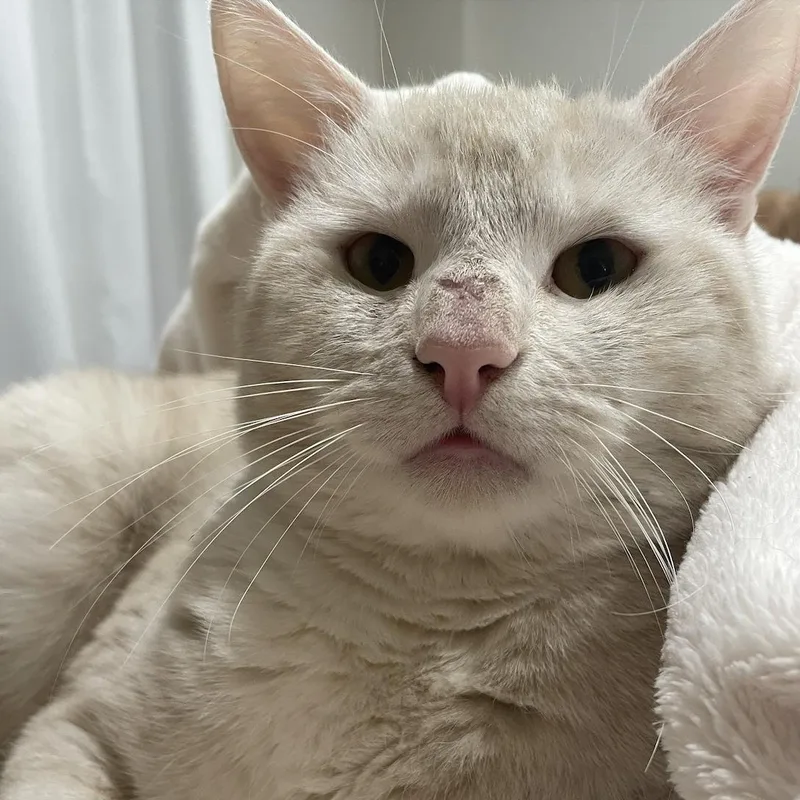 Chauncey thumbnail 6