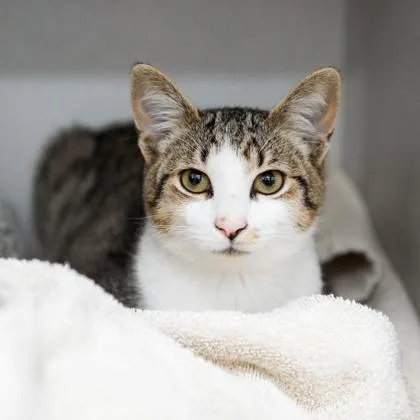 A baby small-sized male Gray / Blue / Silver Domestic Short Hair cat named Mito for adoption in Atlanta, GA