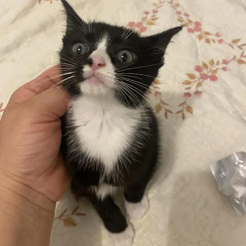 Oscar