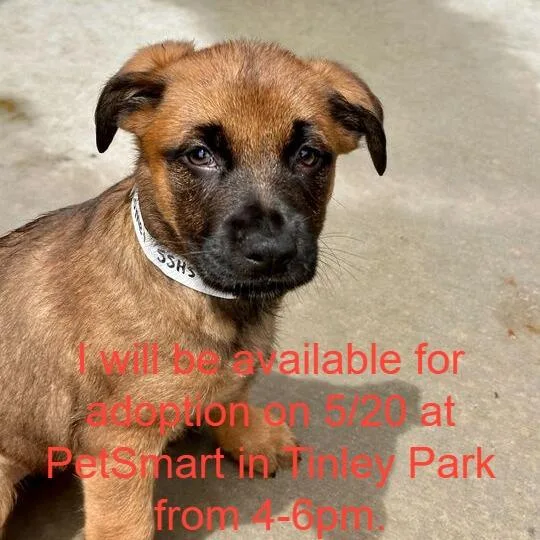 A baby small-sized female Sable Mixed Breed dog named Comet for adoption in Matteson, IL