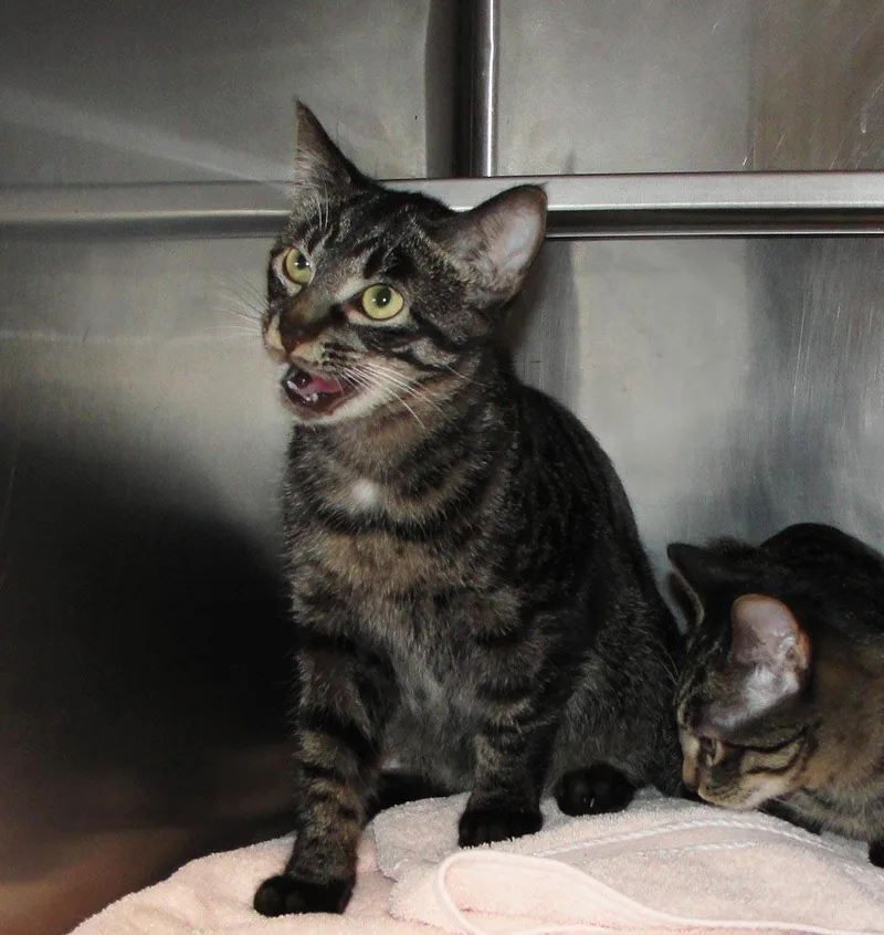 A young medium-sized male Brown / Chocolate Domestic Short Hair cat named Thimble for adoption in Plover, WI