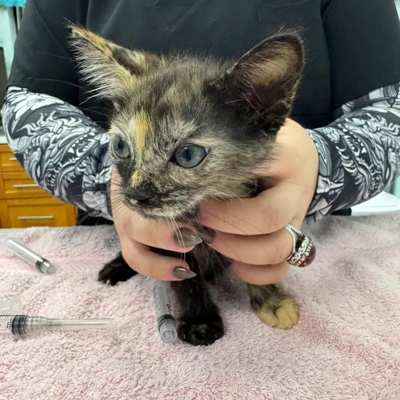 A baby small-sized female Tortoiseshell Domestic Short Hair cat named Tiramisu for adoption in Lauderhill, FL