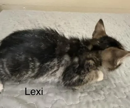 A young small-sized female Domestic Short Hair cat named Lexi for adoption in River Ridge, LA