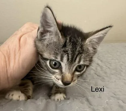 Lexi thumbnail 2