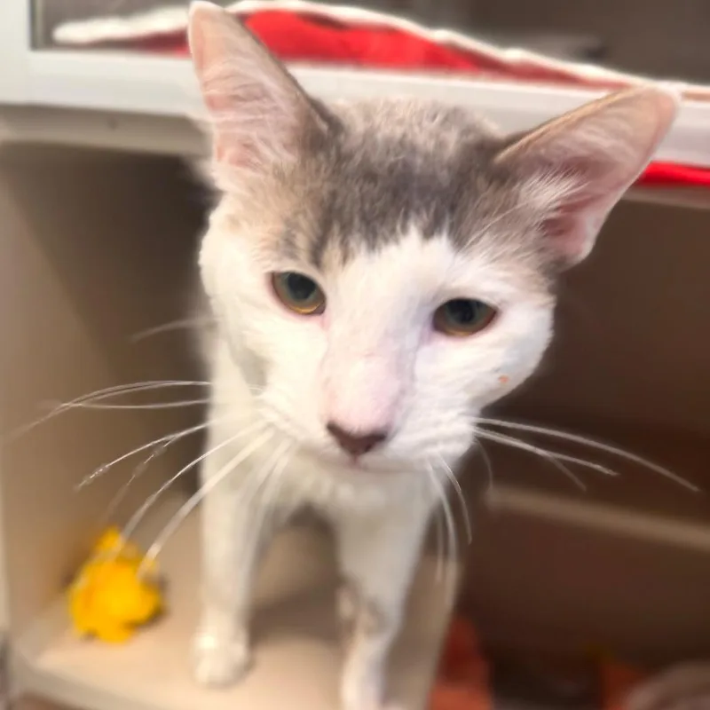 An adult medium-sized male White Domestic Long Hair cat named Tejano for adoption in Wheeling, IL