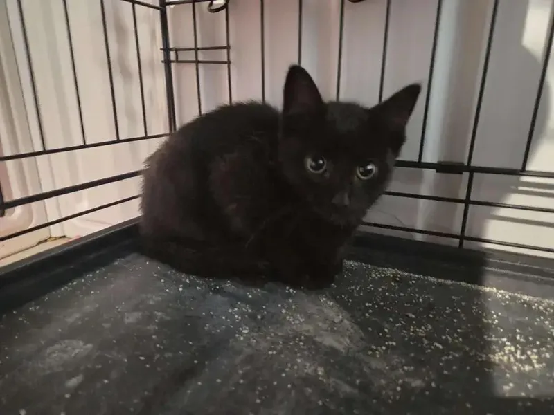 A baby small-sized female Black Domestic Short Hair cat named Sparkplug for adoption in Grand Rapids, MI