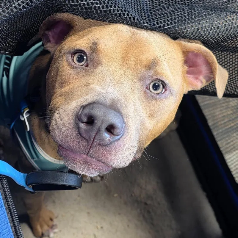 Cubby Cadet thumbnail 2