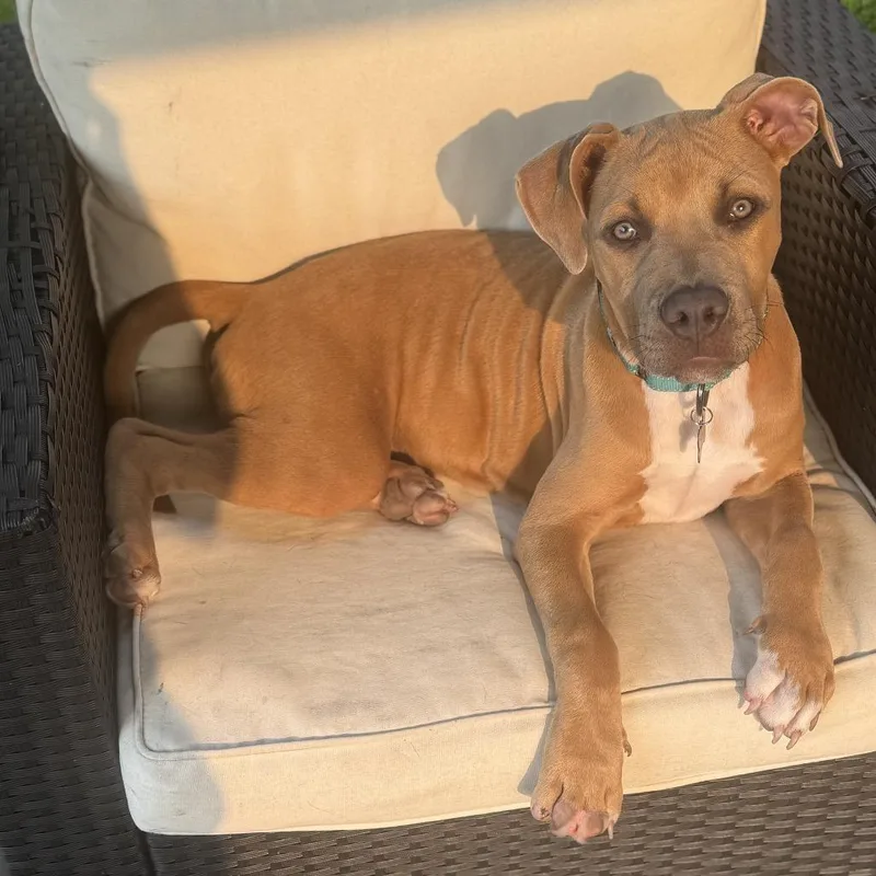 Cubby Cadet thumbnail 3