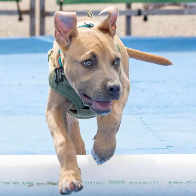 Cubby Cadet thumbnail 4