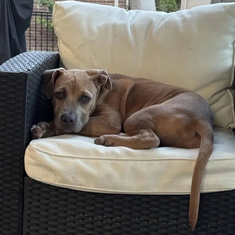 Cubby Cadet thumbnail 5