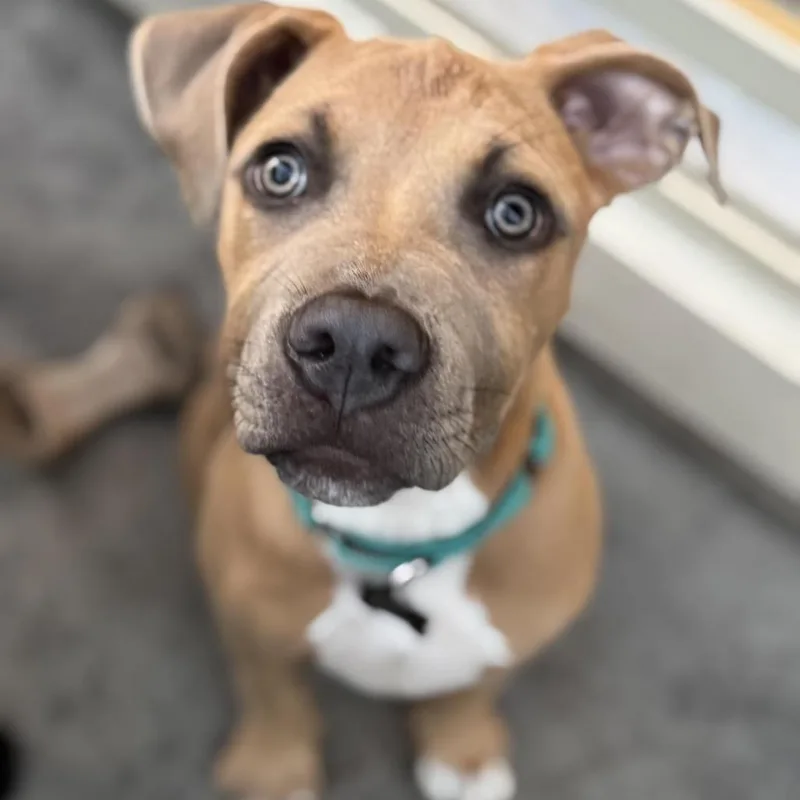 Cubby Cadet thumbnail 6