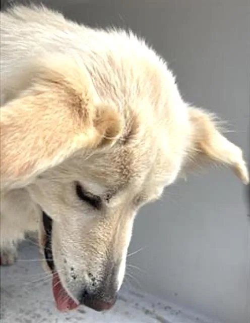 A young large-sized female Siberian Husky dog named A for adoption in Houston, TX
