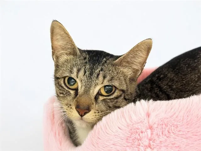 An adult medium-sized female Domestic Short Hair cat named Bella for adoption in Fort Lauderdale, FL