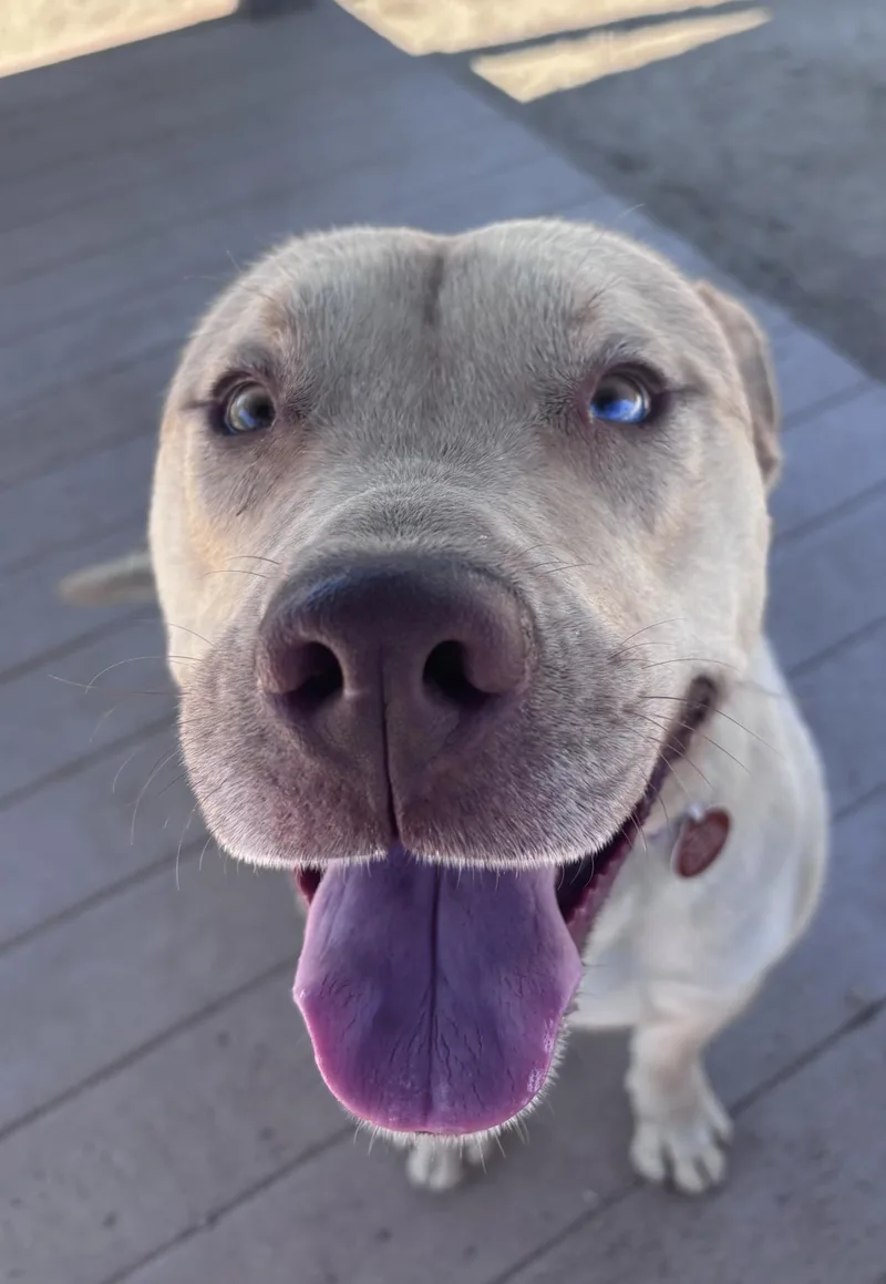 A young large-sized male Pit Bull Terrier dog named Marty for adoption in Stagecoach, NV