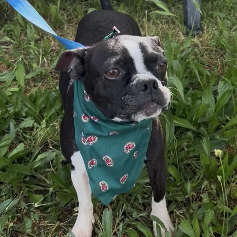 An adult small-sized male Bicolor Boston Terrier dog named Jackjack for adoption in Woodland, CA